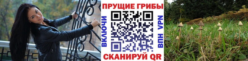 купить   Нововоронеж  Галлюциногенные грибы Cubensis 